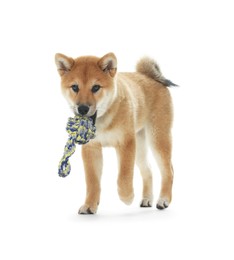 Photo of Cute Shiba Inu dog with pet toy on white background