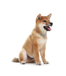 Photo of Cute Shiba Inu dog sitting on white background
