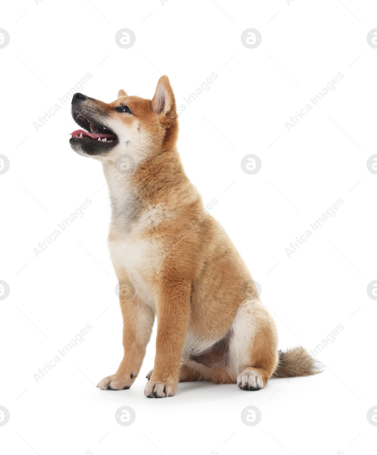 Photo of Cute Shiba Inu dog sitting on white background