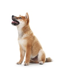 Photo of Cute Shiba Inu dog sitting on white background
