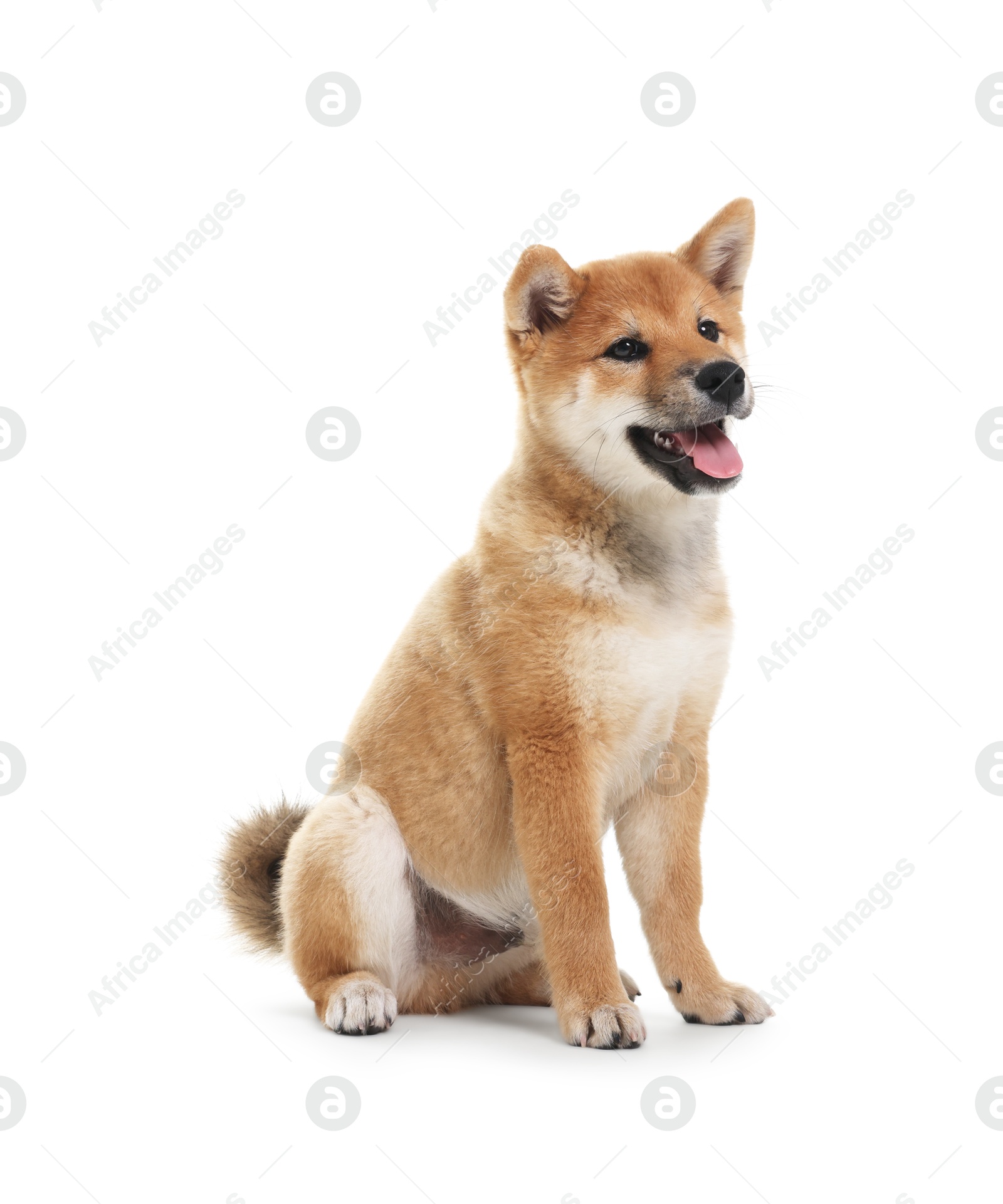 Photo of Cute Shiba Inu dog sitting on white background
