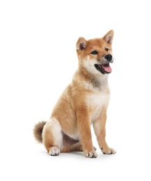 Photo of Cute Shiba Inu dog sitting on white background