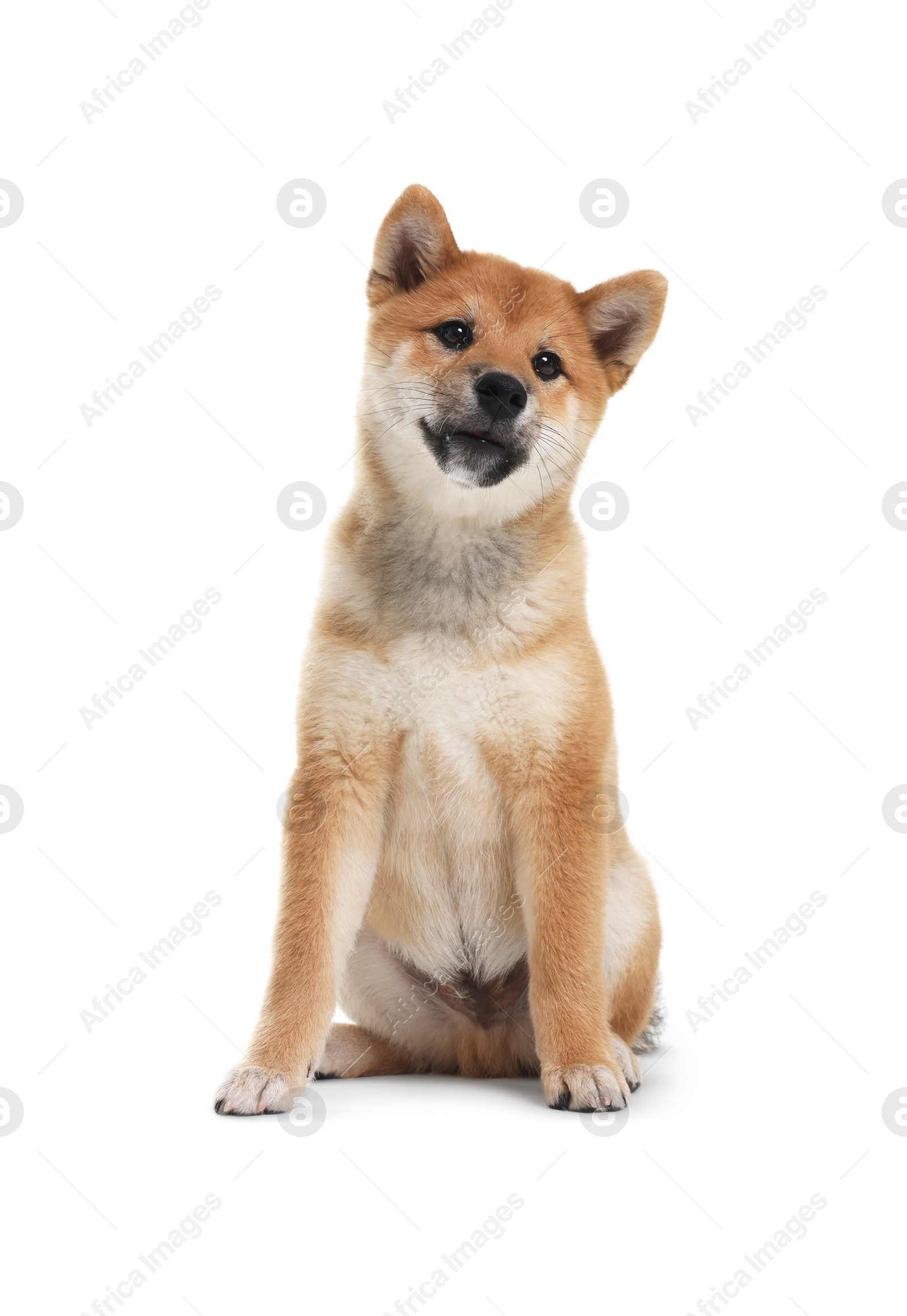 Photo of Cute Shiba Inu dog sitting on white background
