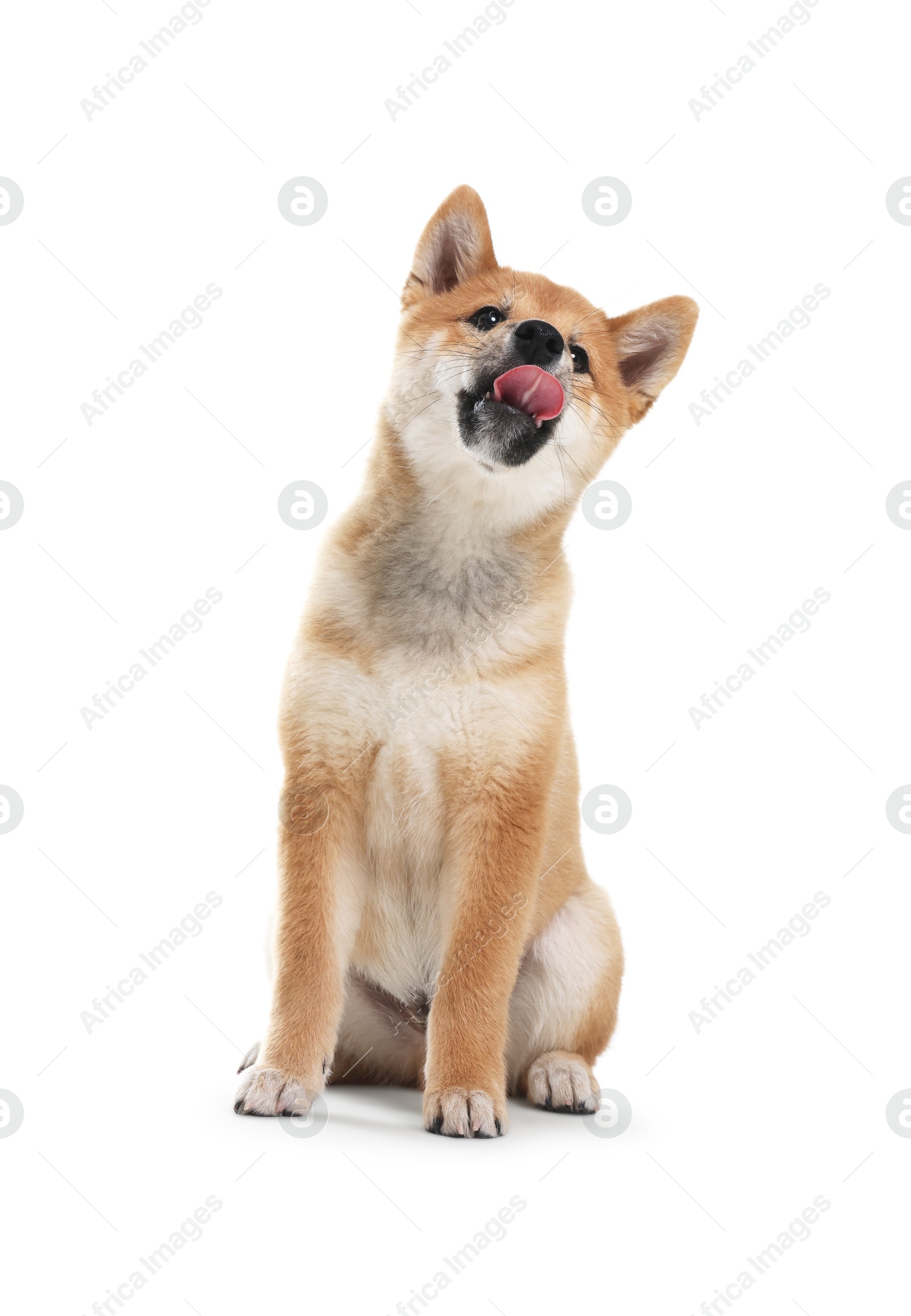 Photo of Cute Shiba Inu dog sitting on white background