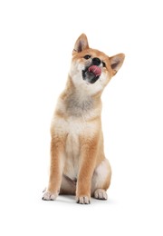 Photo of Cute Shiba Inu dog sitting on white background