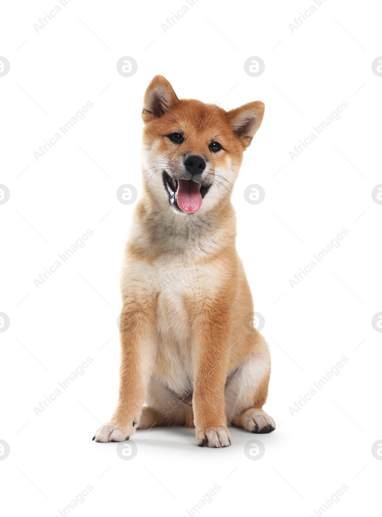 Photo of Cute Shiba Inu dog sitting on white background