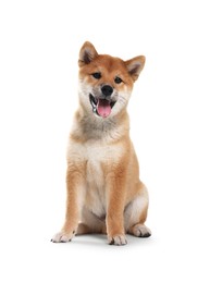 Photo of Cute Shiba Inu dog sitting on white background