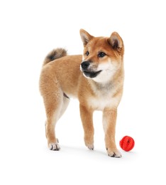 Photo of Cute Shiba Inu dog on white background