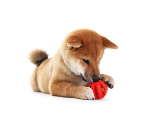 Photo of Cute Shiba Inu dog playing with pet toy on white background