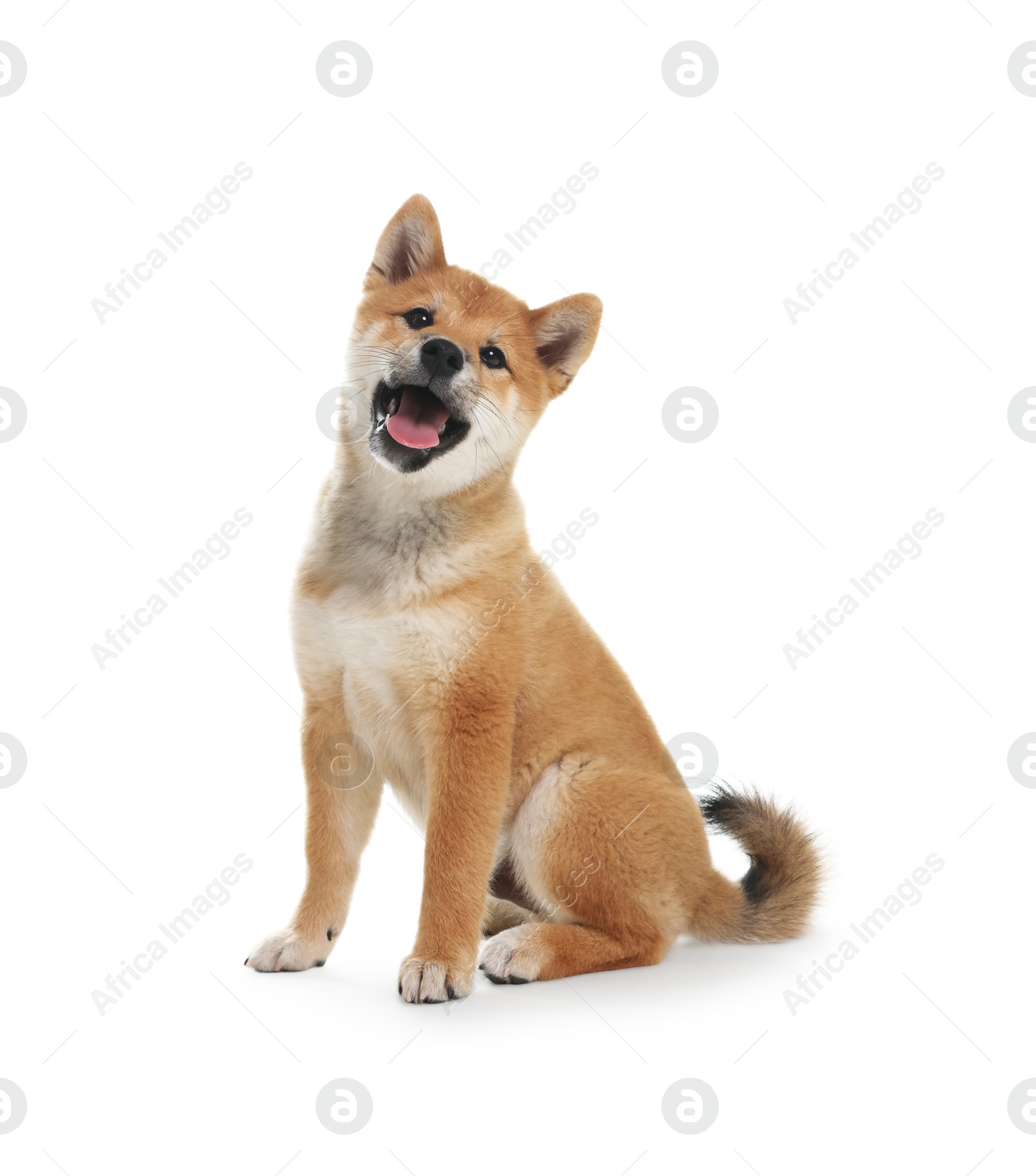 Photo of Cute Shiba Inu dog sitting on white background