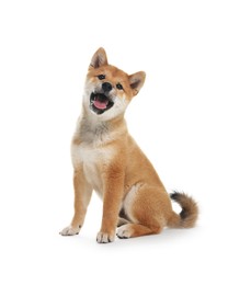 Photo of Cute Shiba Inu dog sitting on white background