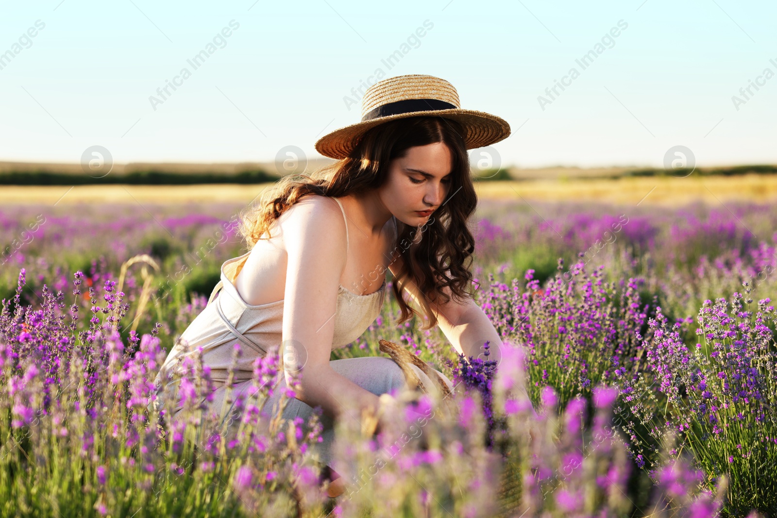 Beautiful young woman with lavender flowers and wicker bag in field Photo of Beautiful young woman with lavender flowers and wicker bag in field