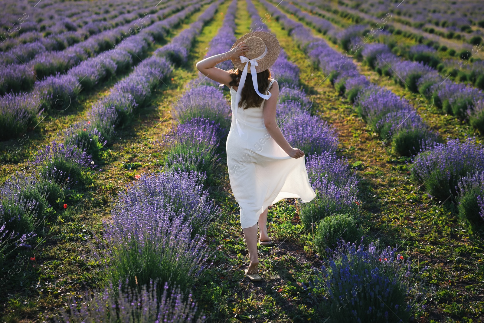 Woman with straw hat running through lavender field, back view Photo of Woman with straw hat running through lavender field, back view