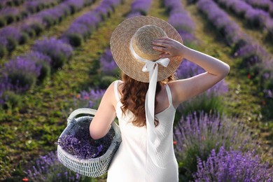 Photo of Woman with straw hat and basket of beautiful flowers in lavender field, back view