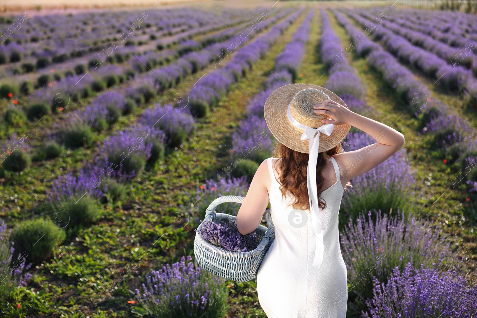 Woman with straw hat and basket of beautiful flowers walking in lavender field, back view Photo of Woman with straw hat and basket of beautiful flowers walking in lavender field, back view