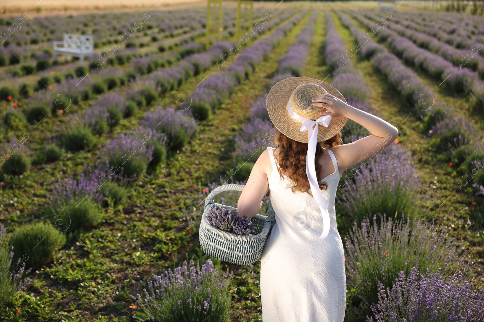 Woman with straw hat and basket of beautiful flowers walking in lavender field, back view Photo of Woman with straw hat and basket of beautiful flowers walking in lavender field, back view