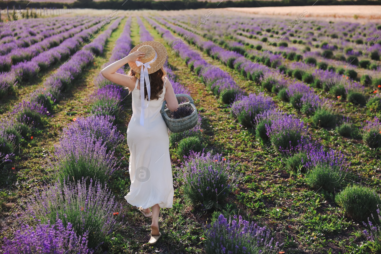 Woman with straw hat and basket of beautiful flowers running through lavender field, back view Photo of Woman with straw hat and basket of beautiful flowers running through lavender field, back view