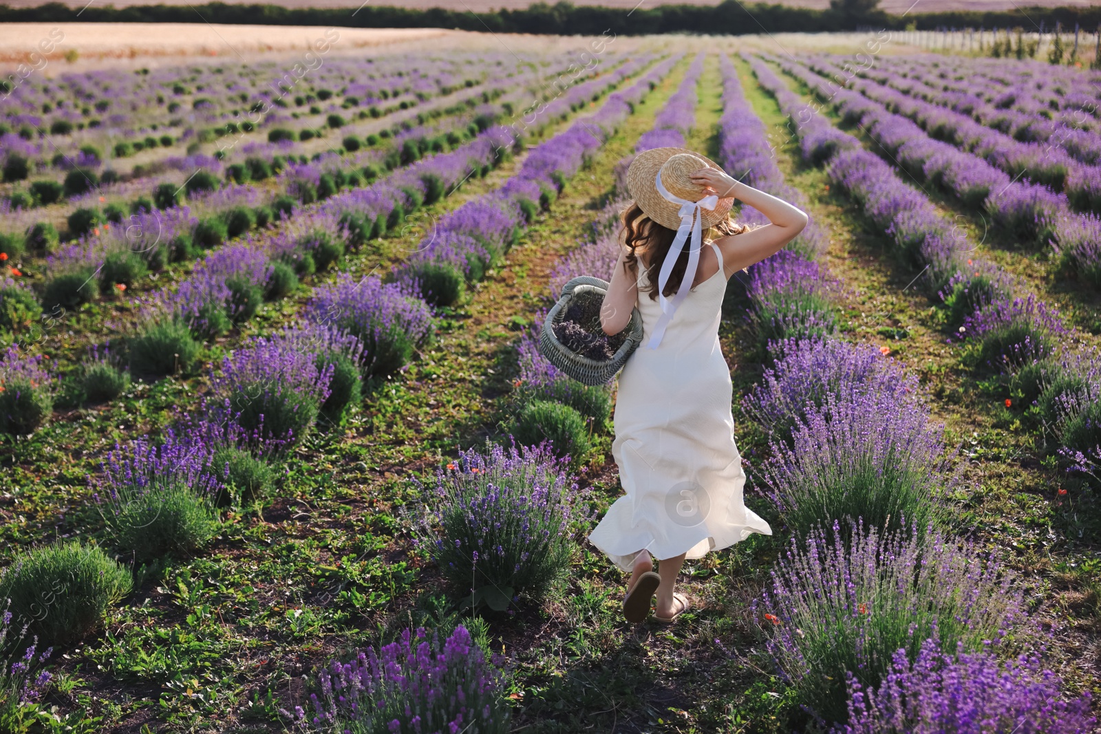 Woman with straw hat and basket of beautiful flowers running through lavender field, back view Photo of Woman with straw hat and basket of beautiful flowers running through lavender field, back view
