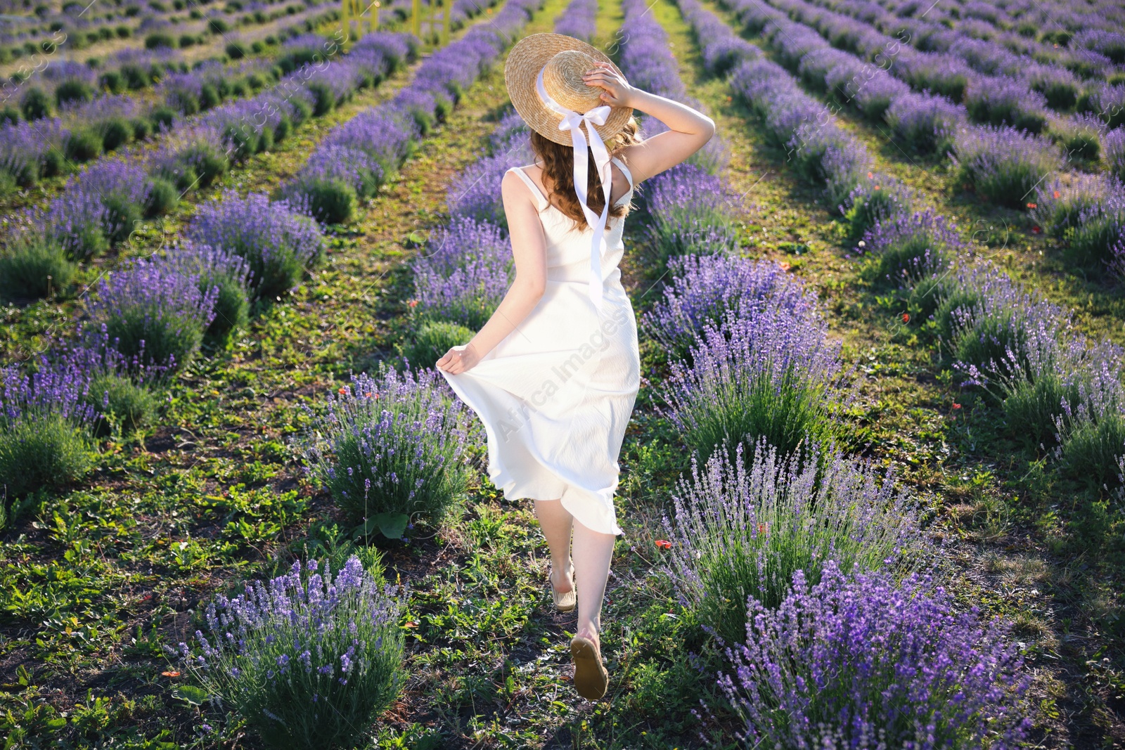 Woman in straw hat running through lavender field, back view Photo of Woman in straw hat running through lavender field, back view