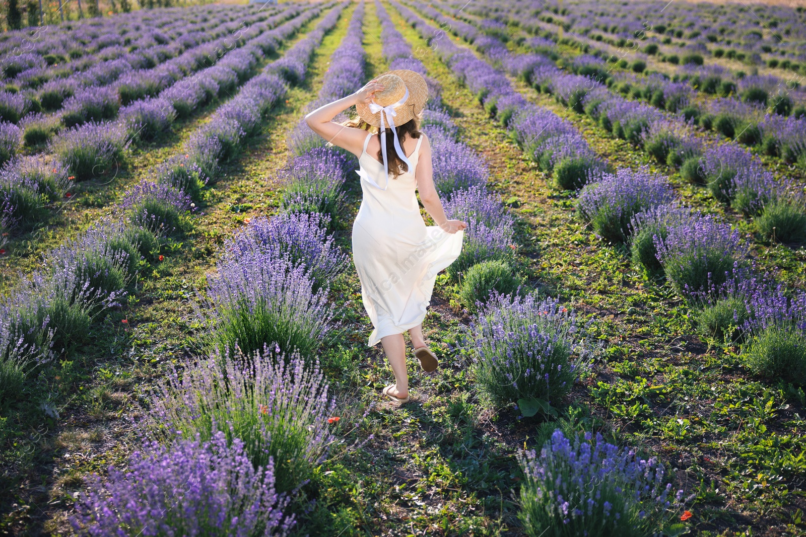 Woman in straw hat running through lavender field, back view Photo of Woman in straw hat running through lavender field, back view