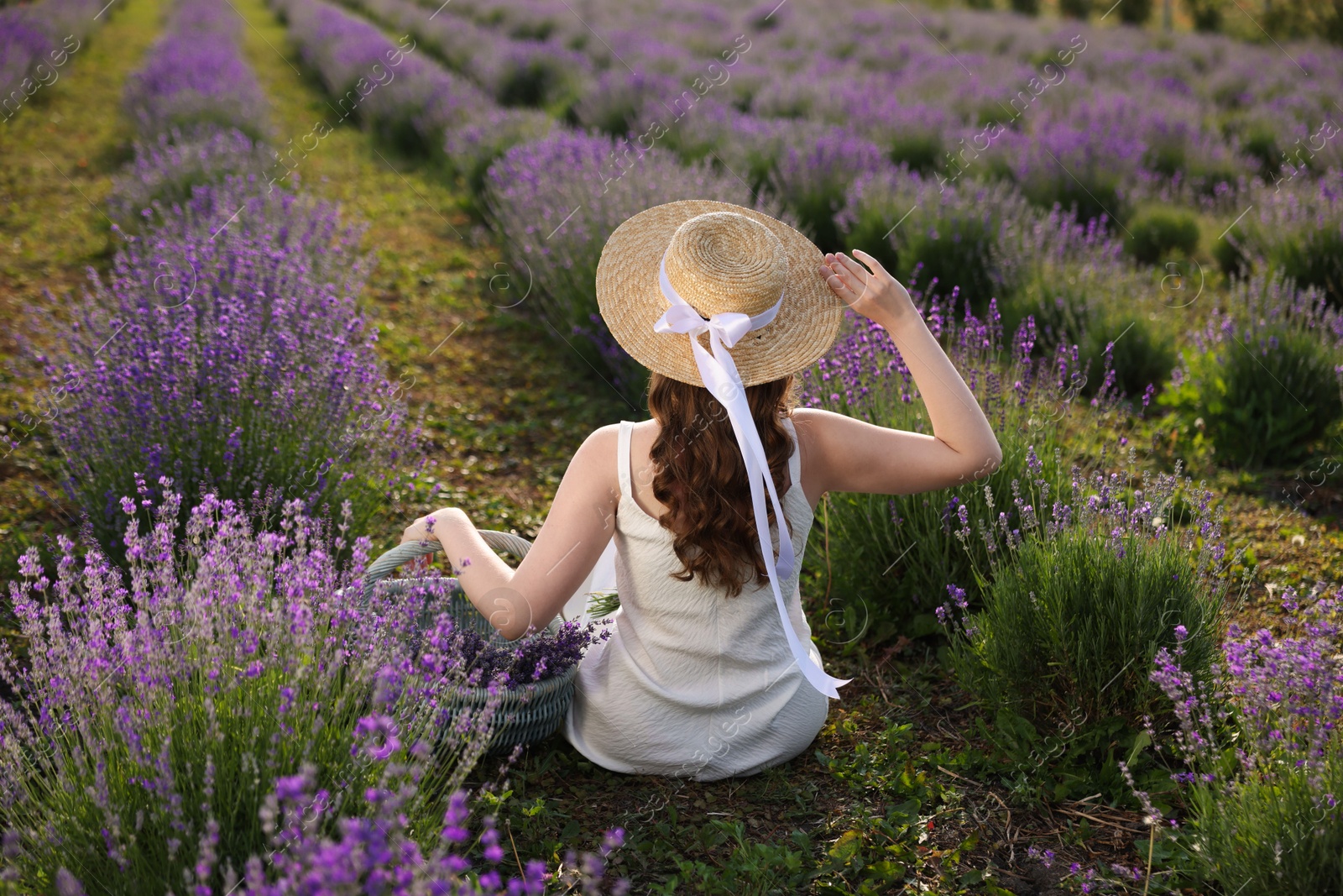 Photo of Woman with wicker basket of beautiful lavender flowers sitting in field, back view
