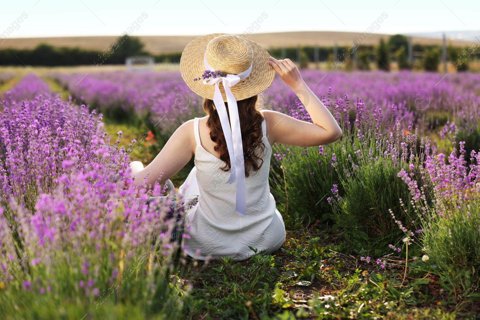 Woman with wicker hat sitting in beautiful lavender field, back view Photo of Woman with wicker hat sitting in beautiful lavender field, back view