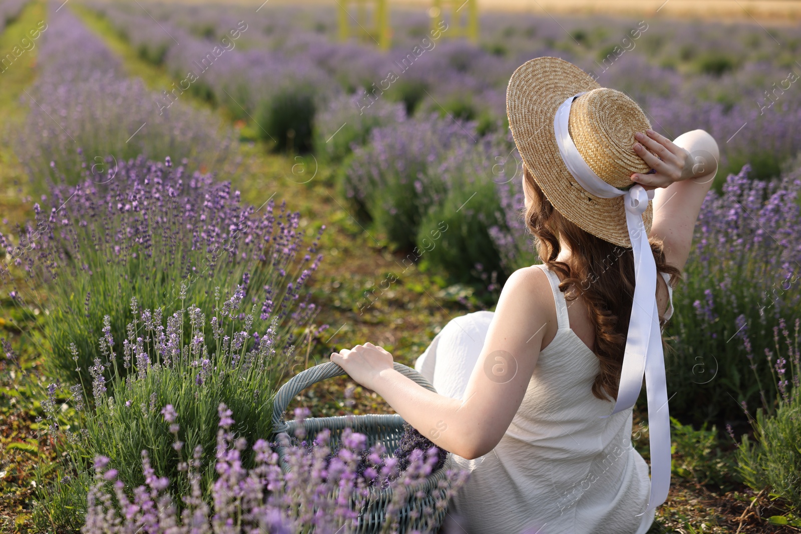 Photo of Woman with wicker basket of beautiful lavender flowers sitting in field, back view