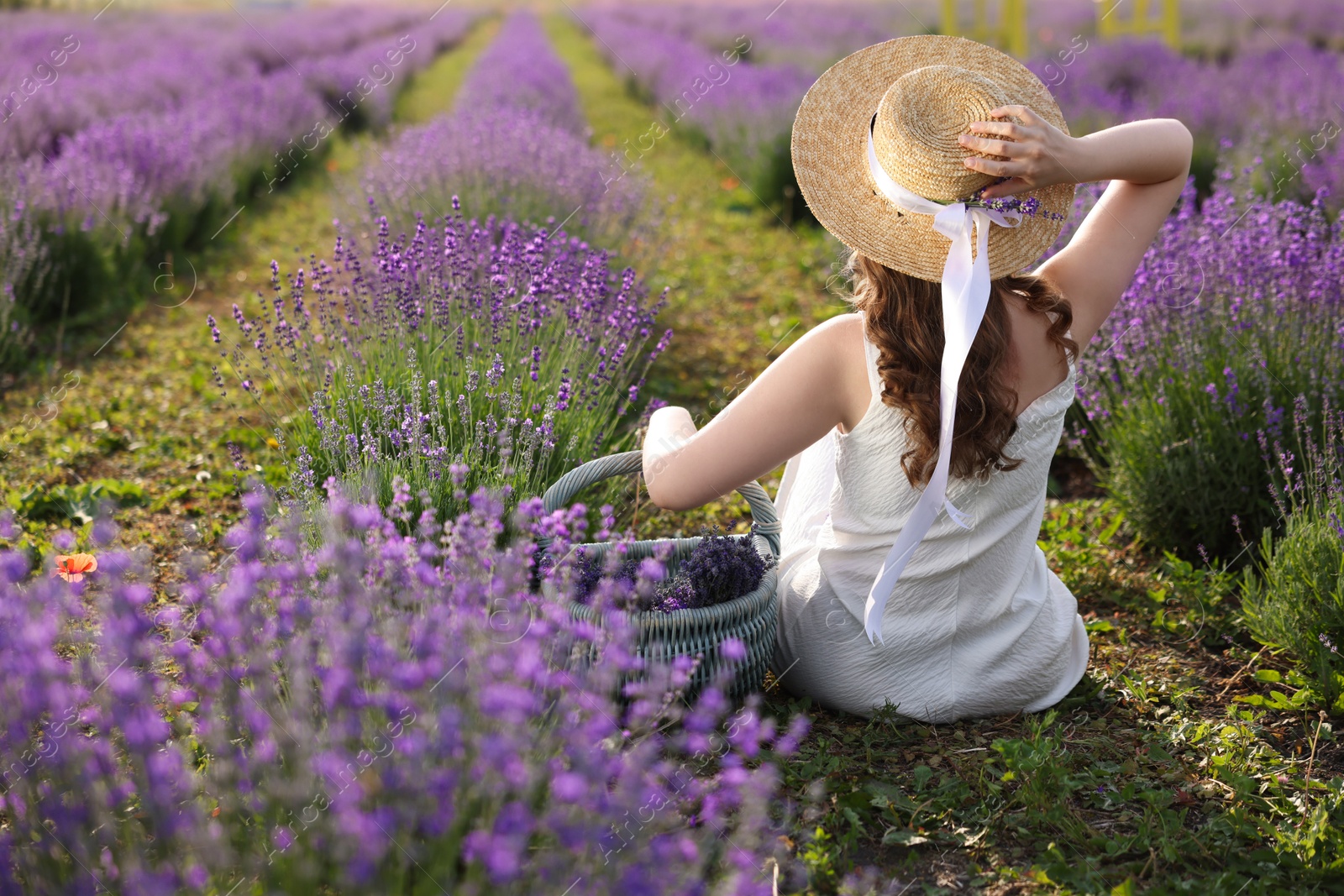 Photo of Woman with wicker basket of beautiful lavender flowers sitting in field, back view