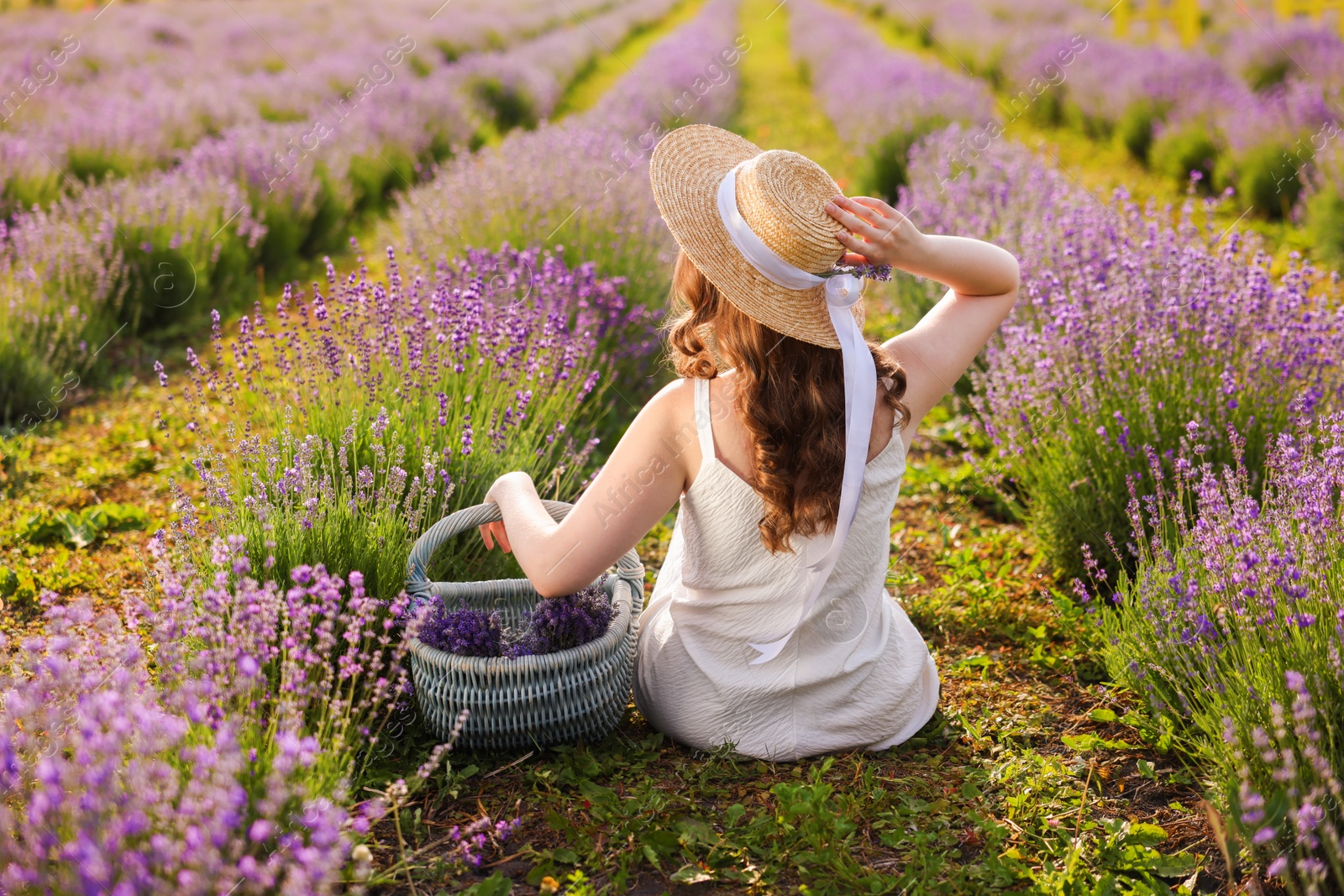Woman with wicker basket of beautiful lavender flowers sitting in field, back view Photo of Woman with wicker basket of beautiful lavender flowers sitting in field, back view