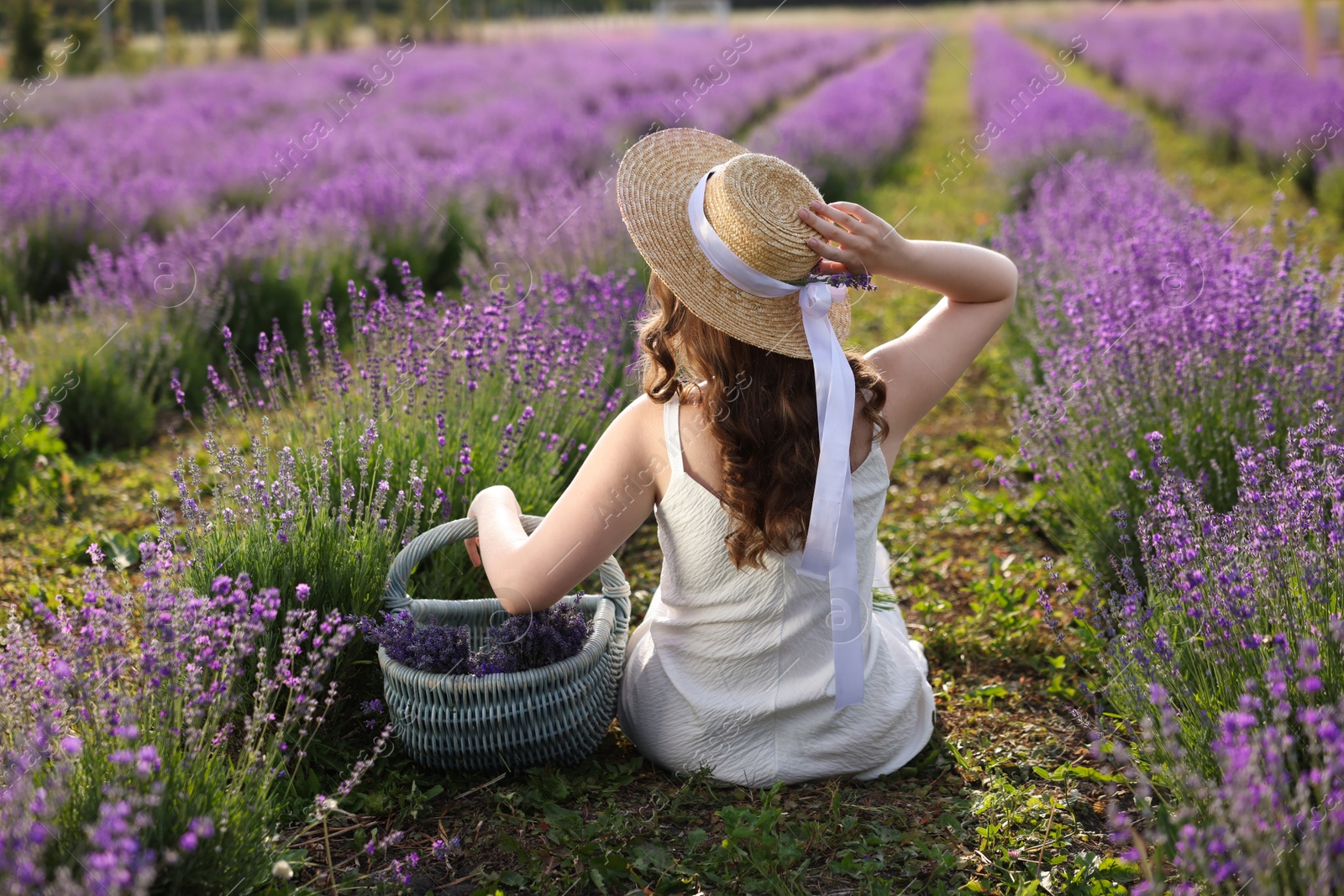 Photo of Woman with wicker basket of beautiful lavender flowers sitting in field, back view