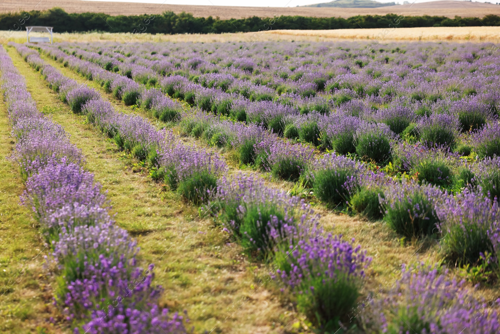 Beautiful blooming lavender flowers growing in field Photo of Beautiful blooming lavender flowers growing in field