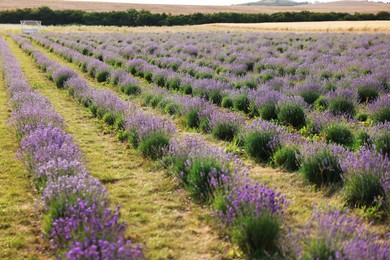 Photo of Beautiful blooming lavender flowers growing in field