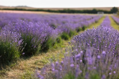 Photo of Beautiful blooming lavender flowers growing in field, closeup