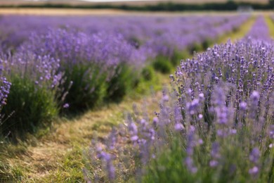 Photo of Beautiful blooming lavender flowers growing in field, closeup