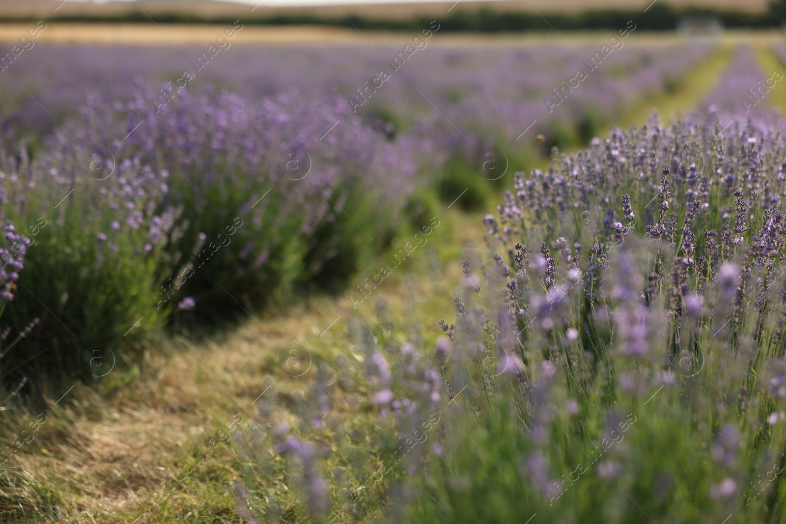 Beautiful blooming lavender flowers growing in field, closeup Photo of Beautiful blooming lavender flowers growing in field, closeup