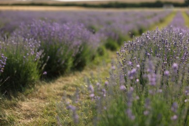 Photo of Beautiful blooming lavender flowers growing in field, closeup