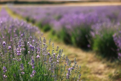 Photo of Beautiful blooming lavender flowers growing in field, closeup