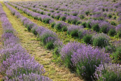 Photo of Beautiful blooming lavender flowers growing in field