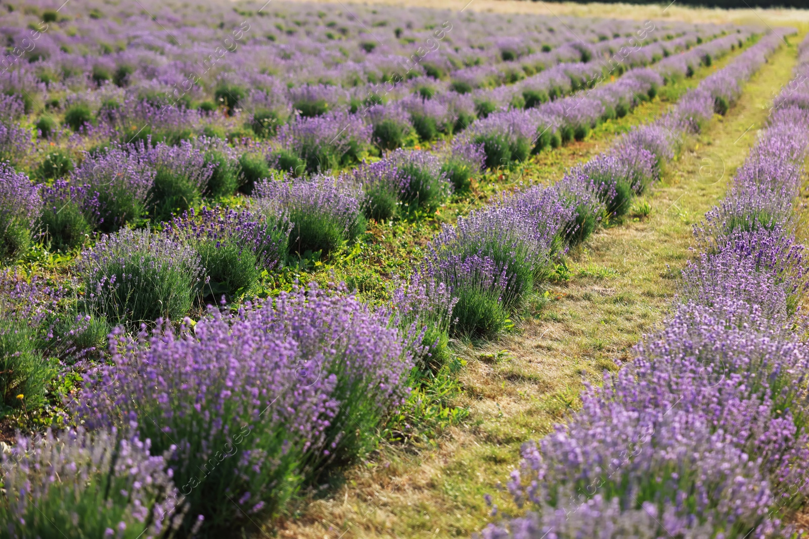 Beautiful blooming lavender flowers growing in field Photo of Beautiful blooming lavender flowers growing in field