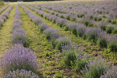 Photo of Beautiful blooming lavender flowers growing in field