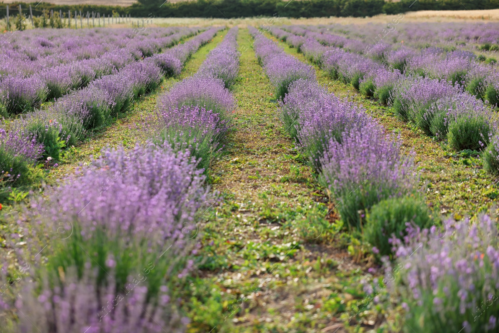 Photo of Beautiful blooming lavender flowers growing in field, closeup