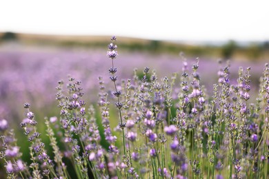 Photo of Beautiful blooming lavender flowers growing in field, closeup