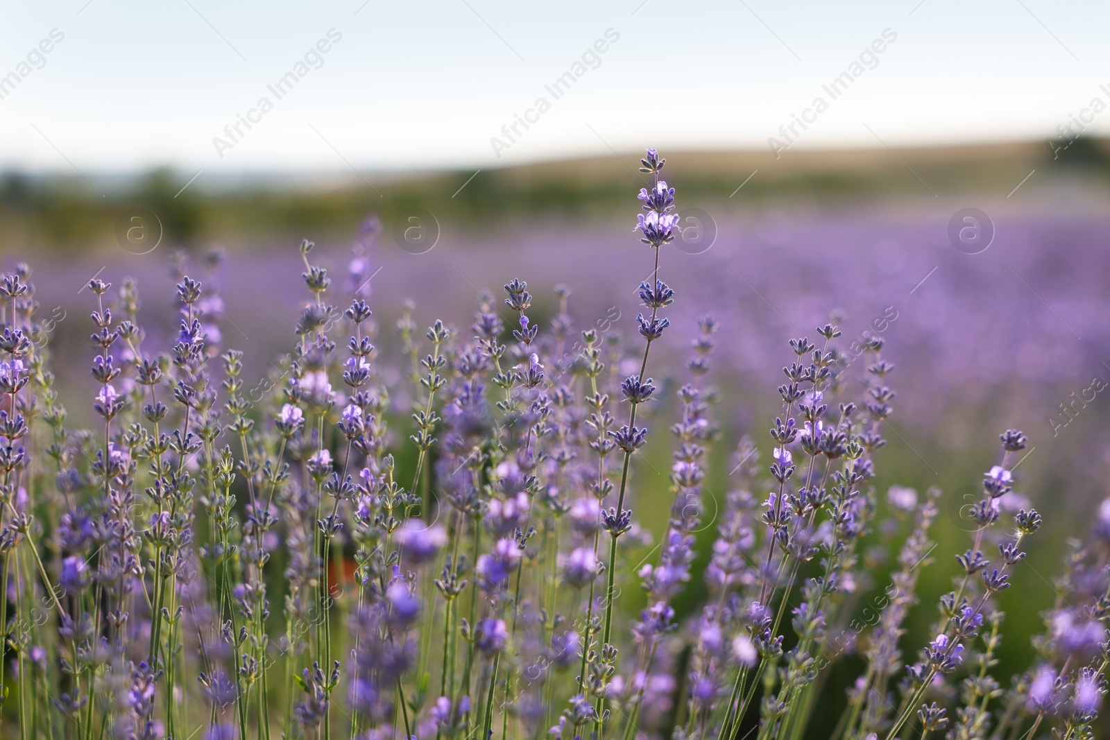 Photo of Beautiful blooming lavender flowers growing in field, closeup
