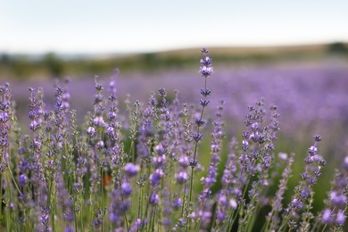 Photo of Beautiful blooming lavender flowers growing in field, closeup
