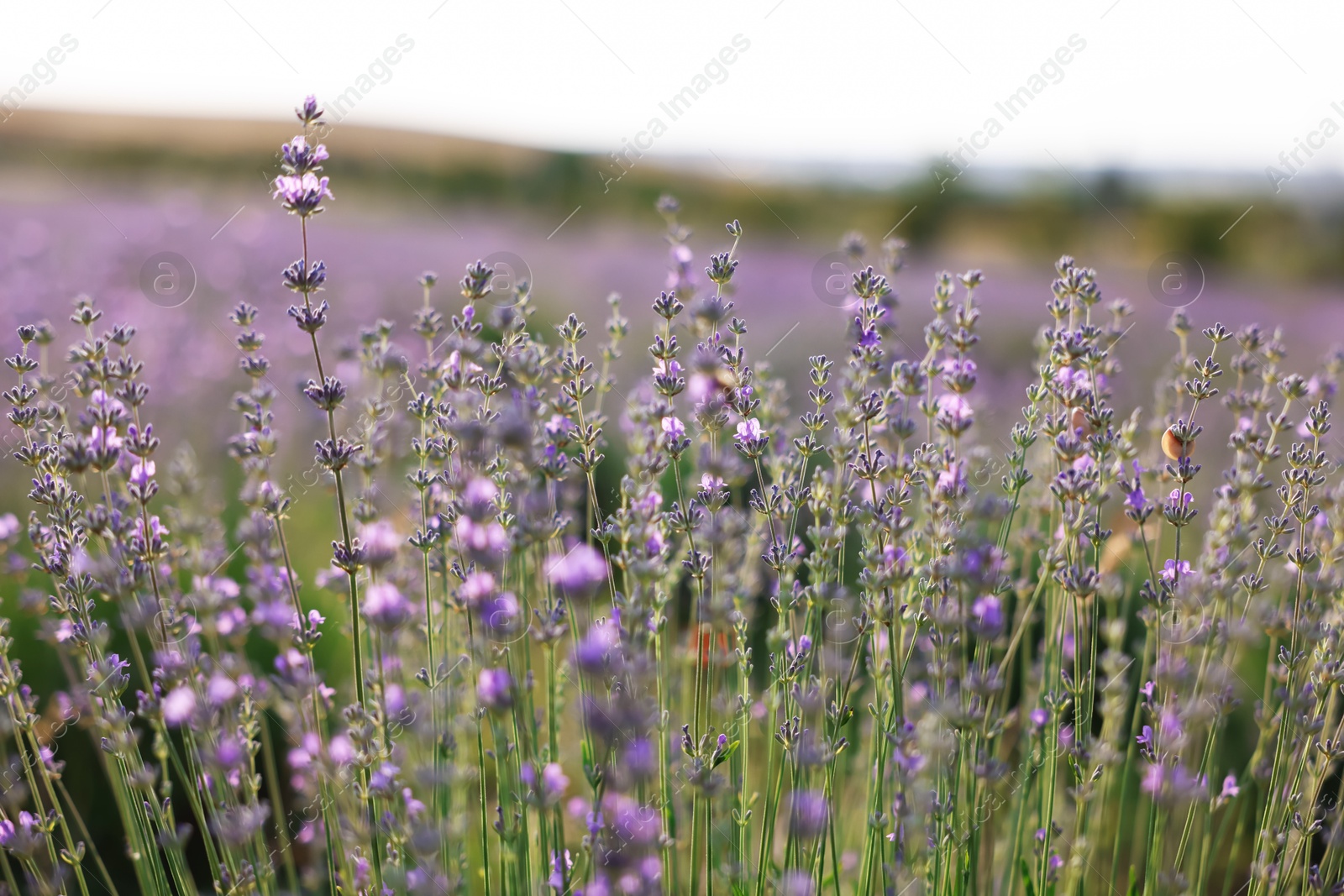 Photo of Beautiful blooming lavender flowers growing in field, closeup