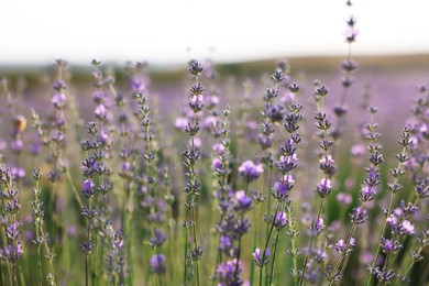 Photo of Beautiful blooming lavender flowers growing in field, closeup