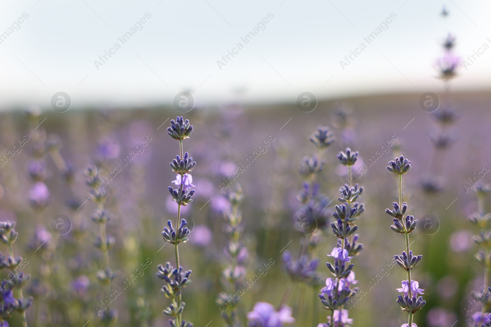 Photo of Beautiful blooming lavender flowers growing in field, closeup