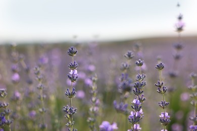 Photo of Beautiful blooming lavender flowers growing in field, closeup