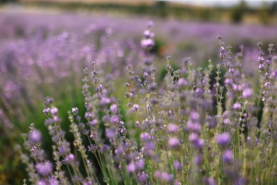Photo of Beautiful blooming lavender flowers growing in field, closeup