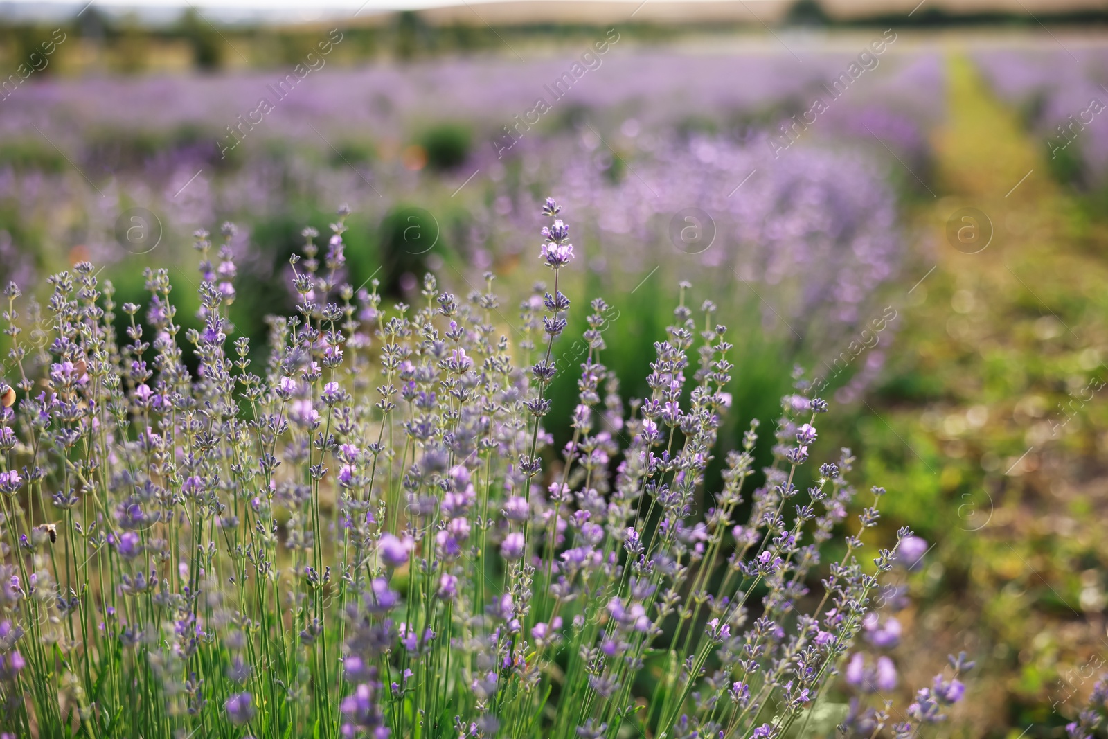 Photo of Beautiful blooming lavender flowers growing in field, closeup